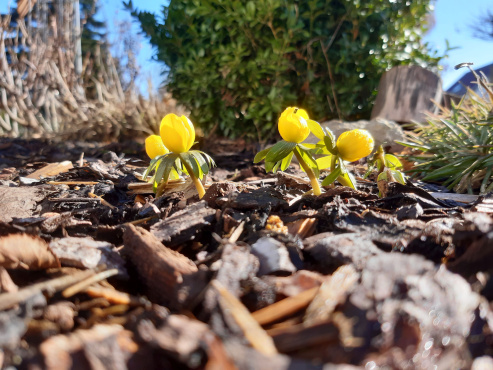 Die ersten Frühlingsboten
